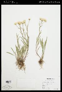 Solidago ptarmicoides image