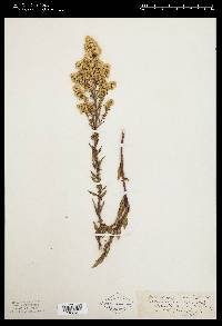 Solidago puberula image