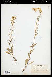 Solidago puberula image