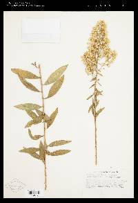 Solidago rigidiuscula image