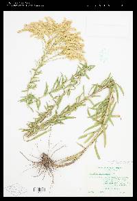 Solidago tortifolia image