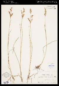 Juncus brevicaudatus image