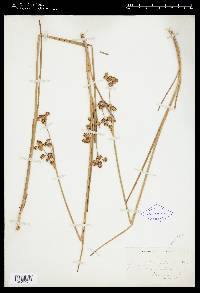 Juncus canadensis var. canadensis image