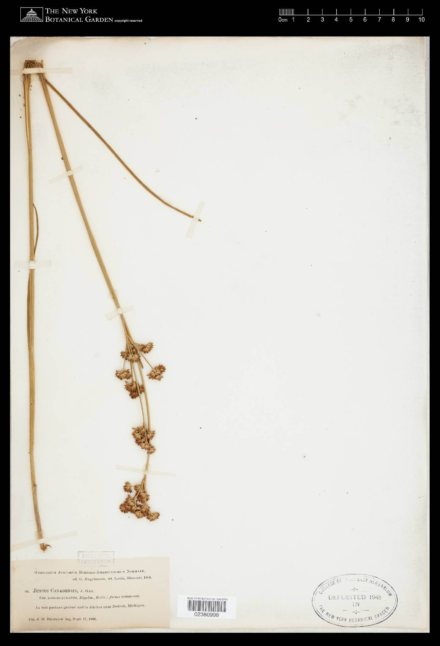 Juncus canadensis var. canadensis image