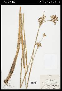 Juncus canadensis var. euroauster image