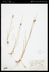 Juncus castaneus image