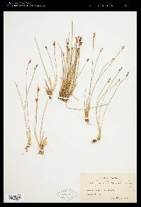 Juncus drummondii image