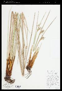 Juncus effusus subsp. austrocalifornicus image