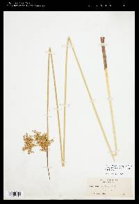 Juncus effusus subsp. pacificus image