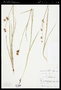 Juncus ensifolius var. montanus image