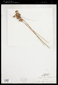 Juncus gerardii image