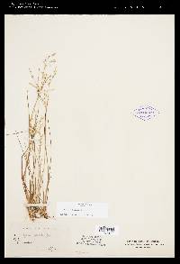 Juncus gerardii image