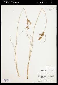 Juncus greenei image