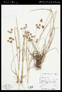 Juncus megacephalus image