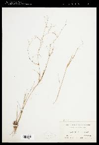 Juncus pelocarpus image