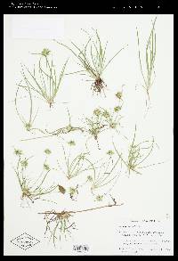 Juncus repens image