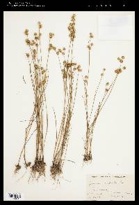 Juncus scirpoides image