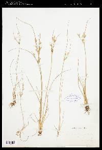 Juncus tenuis var. tenuis image