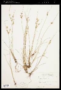 Juncus tenuis var. tenuis image