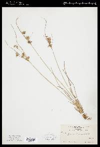 Juncus tenuis var. tenuis image