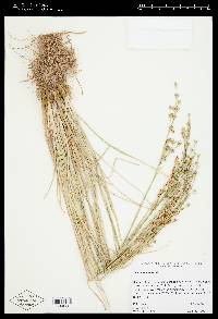 Juncus tenuis var. tenuis image