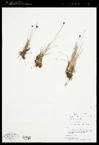 Juncus triglumis image