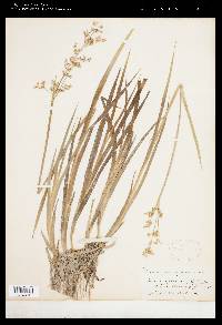 Juncus xiphioides image