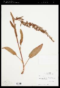 Rumex occidentalis image