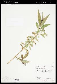 Salix x pendulina image