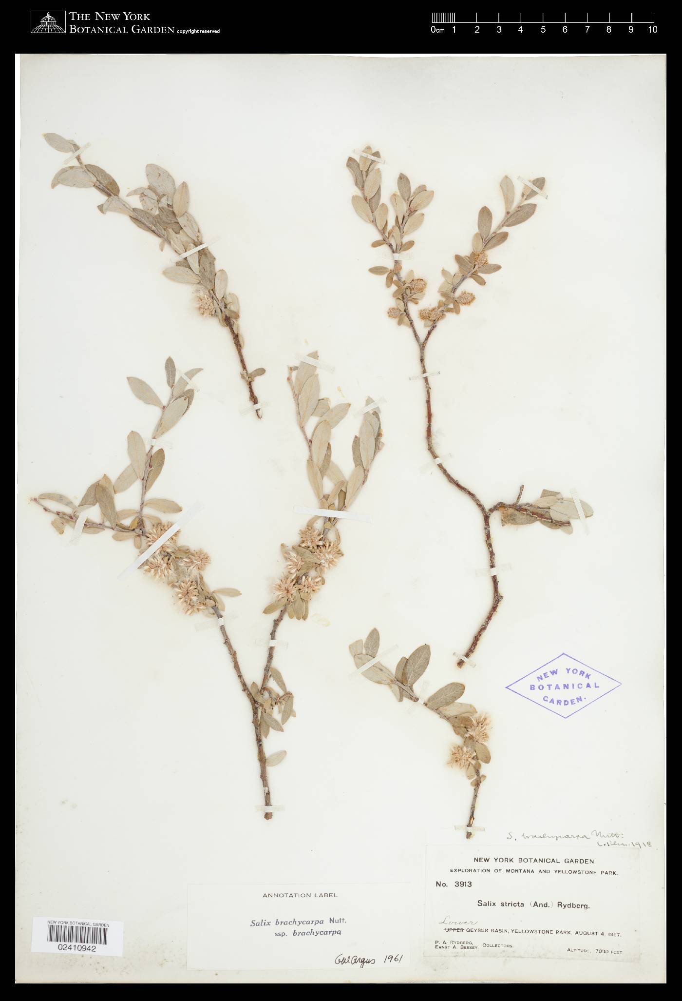 Salix brachycarpa image