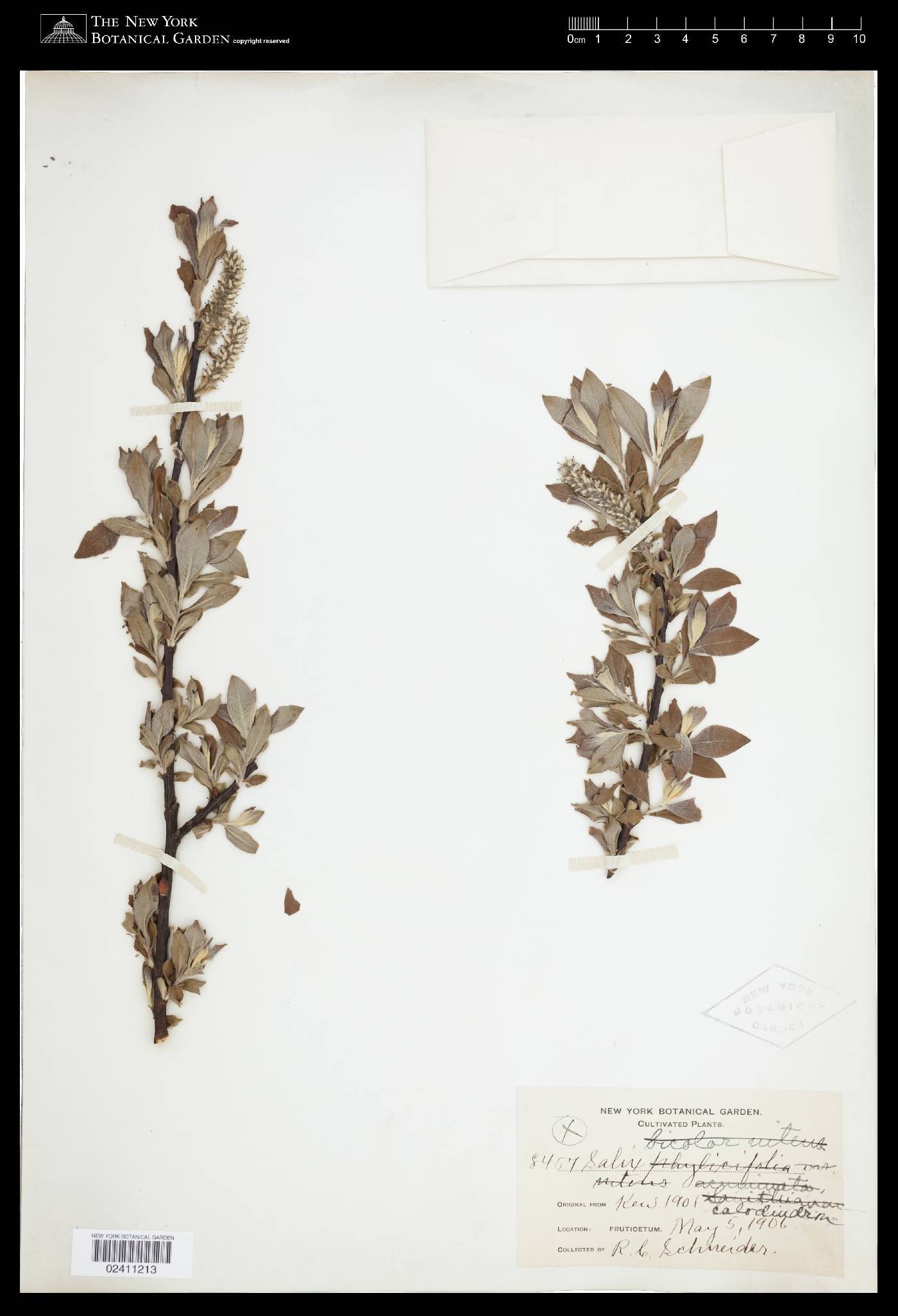 Salix × calodendron image