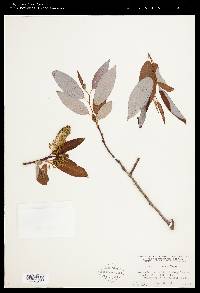 Salix floridana image