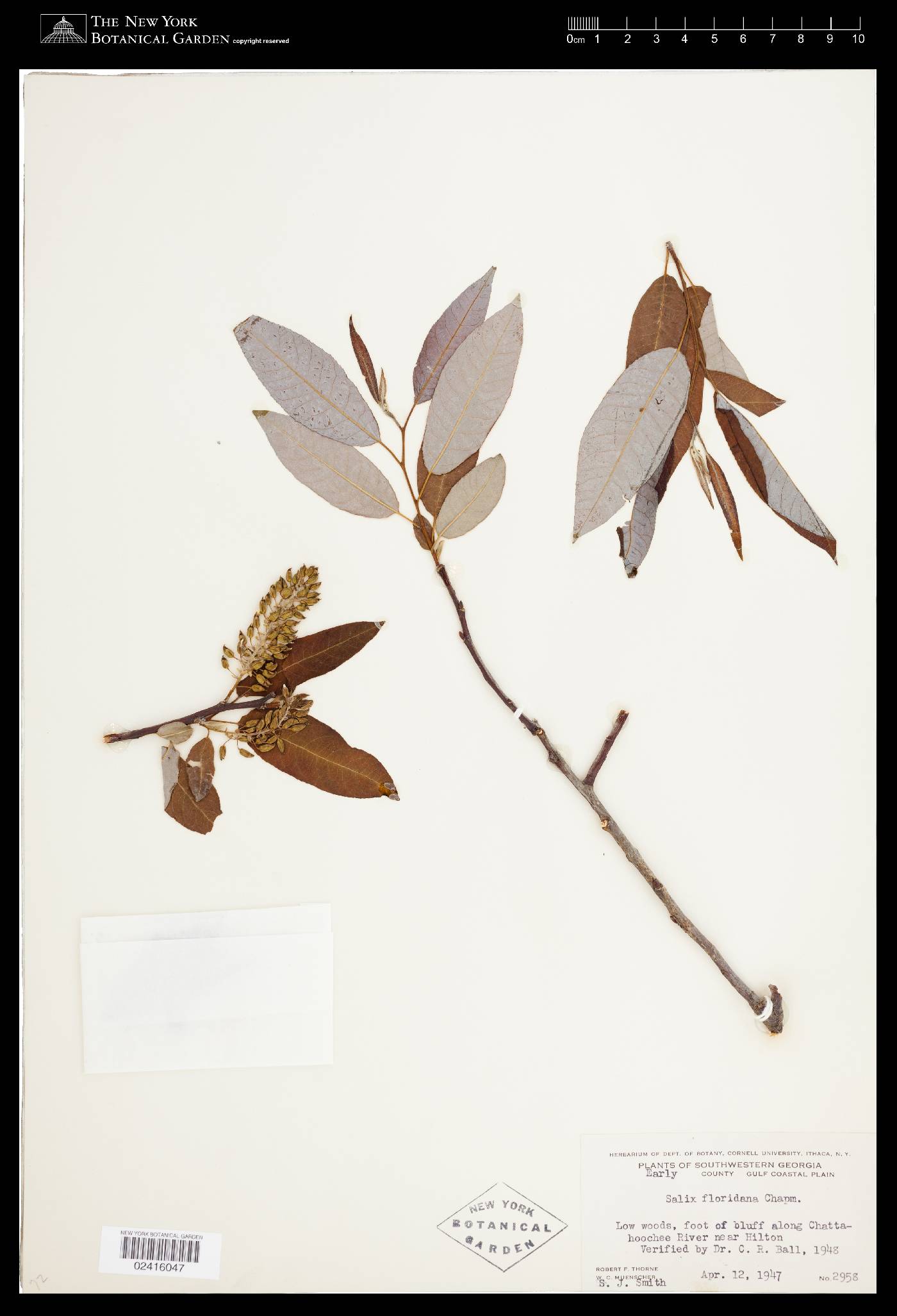 Salix floridana image