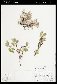 Salix nivalis image