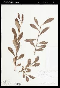 Salix scouleriana image