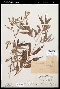 Salix x salamonii image