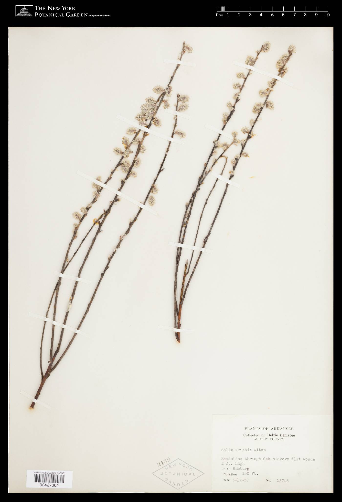 Salix tristis image