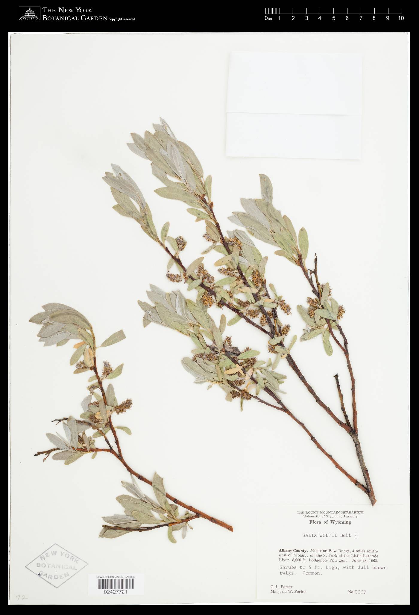 Salix wolfii var. wolfii image