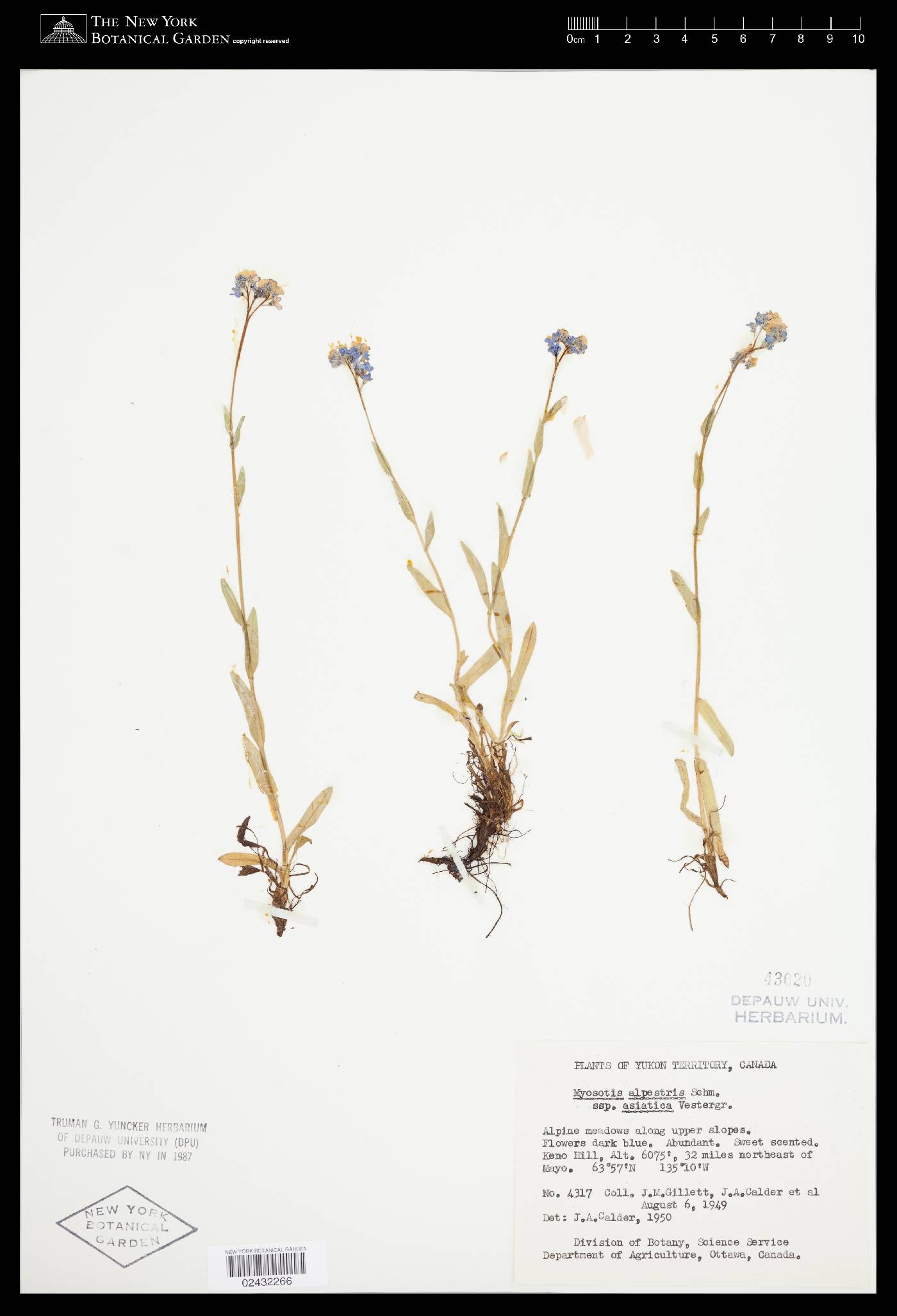 Myosotis sylvatica var. sylvatica image