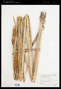 Typha domingensis image