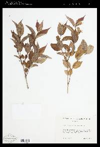 Diervilla lonicera image