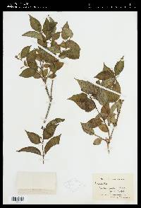 Diervilla lonicera image