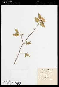 Lonicera canadensis image