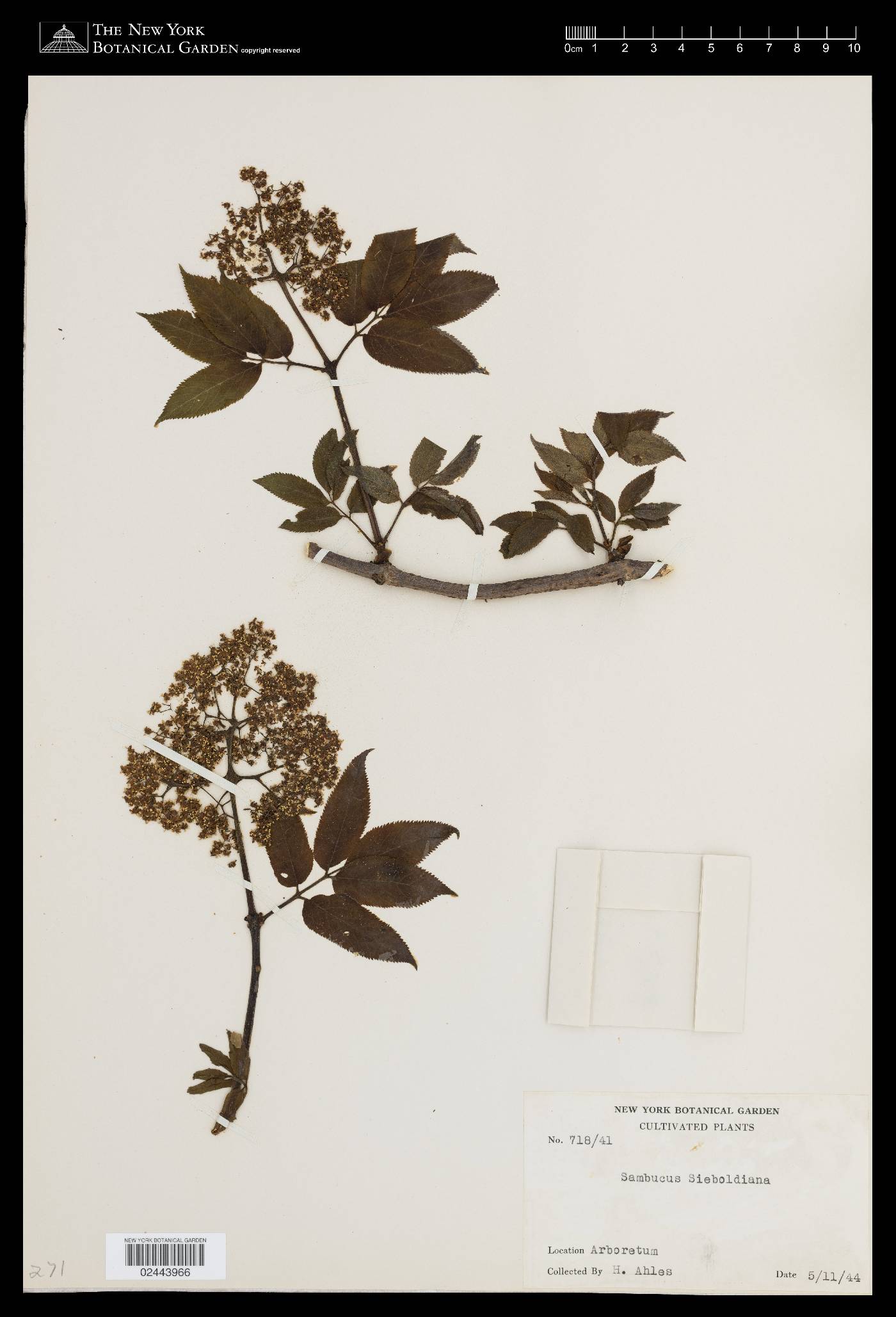 Sambucus sieboldiana image