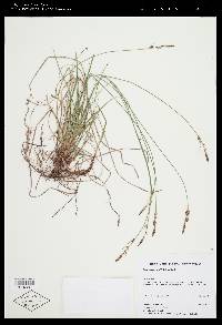 Carex lucorum image