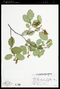 Alnus incana subsp. tenuifolia image