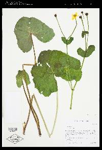 Caltha palustris image