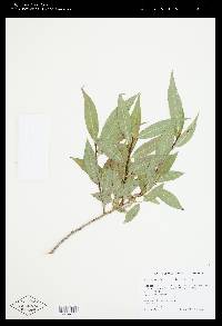 Salix lasiandra image