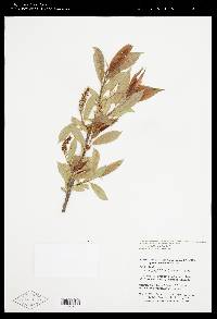 Salix lasiandra image