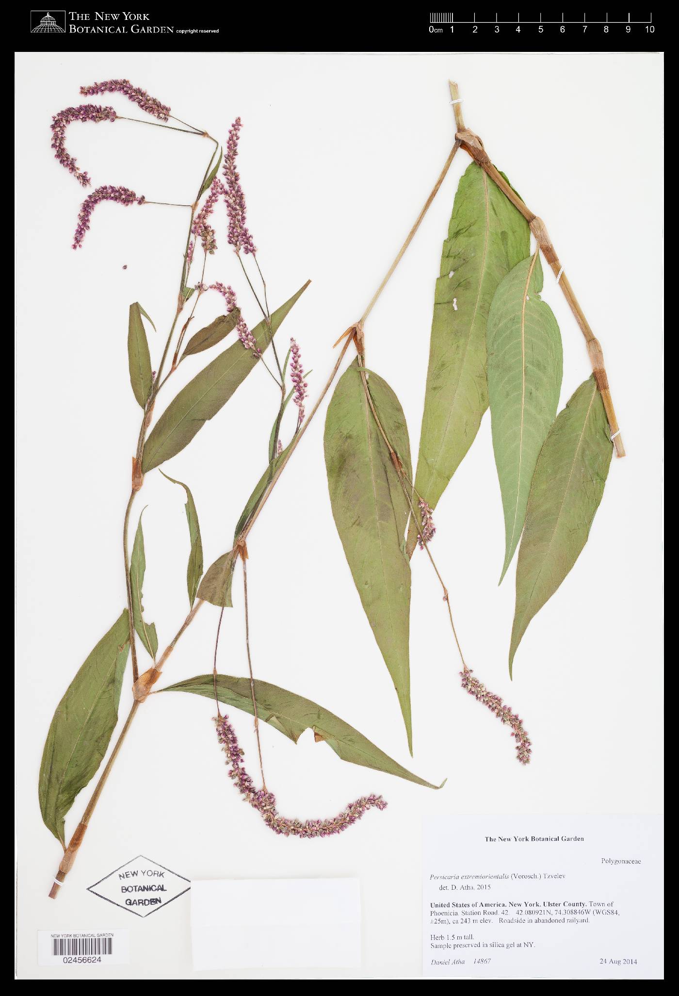 Persicaria extremiorientalis image